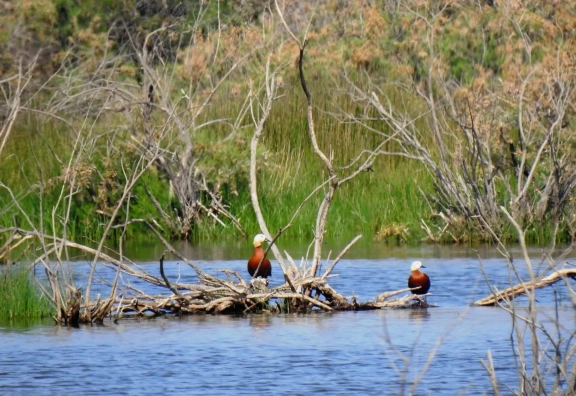 Belevi Lake Birdwatching