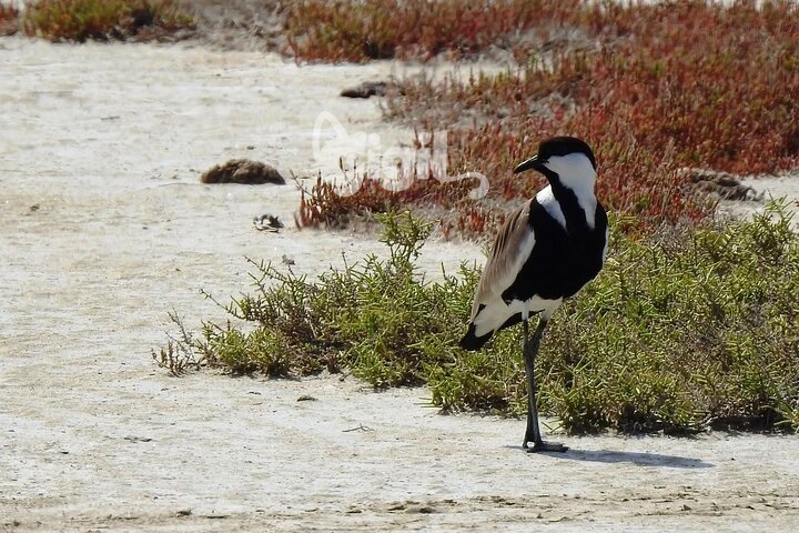 Lake Gebekirse Wetland Area